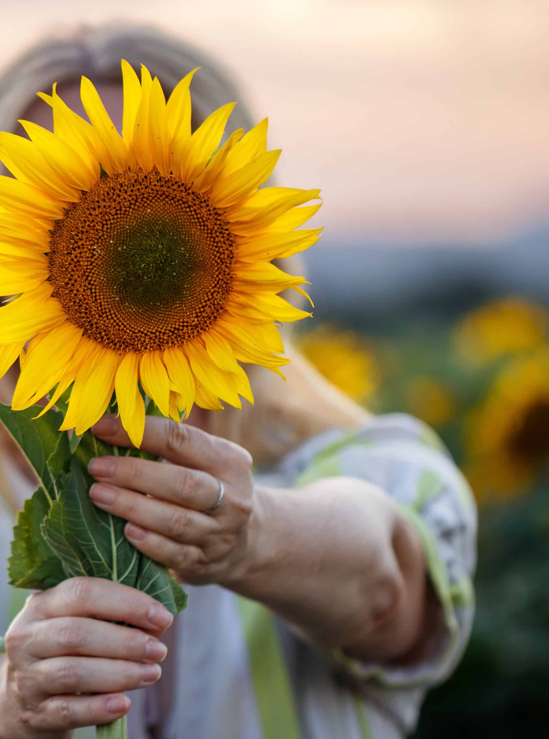 RoSana-Krebs-NachsorgeKuren-Sonnenblume